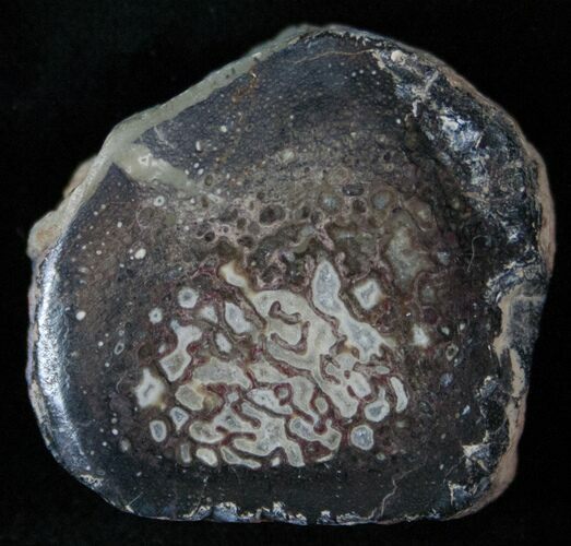 Polished Agatized Dinosaur Bone Slice - Morocco #14320